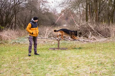 DOG Center Lublin szkoła dla psów